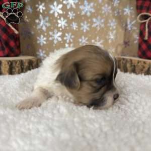 Wrangler, Shih-Poo Puppy